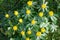 Lesser celandine, Ficaria verna, yellow flowers in a forrest