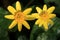 Lesser Celandine flowers