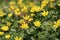 Lesser Celandine Flowers Ficaria verna