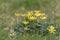 Lesser celandine flowers on meadow
