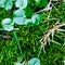lesser celandine in green moss