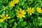 Lesser celandine or pilewort (Ficaria verna) - Ladybug beetle on yellow flowers