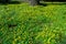 Lesser celandine or pilewort (Ficaria verna) - mass flowering in the spring plants in a botanical garden