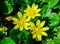 Lesser celandine or pilewort (Ficaria verna) - yellow flowering plants in spring in a botanical garden