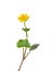 Lesser celandine (Ranunculus ficaria)