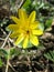 Lesser celandine (Ranunculus ficaria)