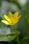 Lesser celandine Ranunculus ficaria