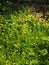 Lesser celandine (Ranunculus ficaria) wild flower