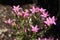`Lesser Centaury` flowers - Centaurium Pulchellum