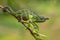 Lesser Chameleon - Furcifer minor