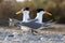 Lesser Crested Tern