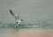 Lesser crested tern diving