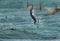 Lesser crested tern emrging out with a fish