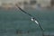 Lesser crested tern in flight after a dive