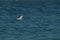 Lesser crested tern flying against blue ocean