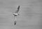 Lesser crested tern flying, a panning image