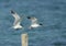 Lesser crested terns fighting for resting space
