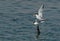 Lesser Crested Terns mating at Busaiteen coast, Bahrain