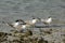 Lesser Crested Terns resting