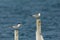 Lesser crested terns sitting on wooden logs