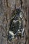 Lesser death`s head hawkmoth - Acherontia styx