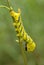 Lesser death`s head hawkmoth caterpillar