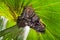 Lesser Dog-faced Fruit Bat Cyneropterus brachyotis family group huddled under a green leaf