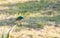 Lesser double-collared sunbird, sitting on cactus, loking down