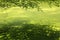 Lesser duckweed with branches of beech tree