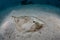 Lesser Electric Ray in Caribbean Sea
