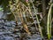 Lesser emperor Anax parthenope dragonfly pair laying eggs 3