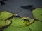 Lesser emperor dragonflies mating in a Japanese pond 4