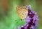 Lesser Fiery Copper butterfly on purple flower, Lycaena thersamon