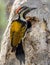 Lesser flame back woodpecker