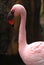 Lesser flamingo 002