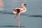 Lesser flamingo close up Phoeniconaias minor, Walvis bay, Namibia