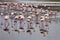 Lesser flamingo colony and Rosa Flamingo in Walvisbaai, Namibia