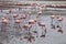 Lesser flamingo colony and Rosa Flamingo in Walvisbaai, Namibia