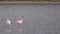 Lesser flamingo with Greater Flamingo