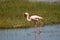 Lesser Flamingo on Lake Nakuru