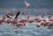 Lesser Flamingo landing