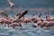Lesser Flamingo landing