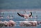 Lesser Flamingo landing at Bagoria lake