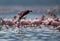 Lesser Flamingo landing at Lake Bogoria, Kenya