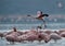 Lesser Flamingo landing at Lake Bogoria, Kenya