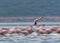 Lesser Flamingo landing  at Lake Bogoria, Kenya. Image taken by panning technique to show motion