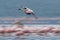 Lesser Flamingo landing, a panning shot