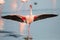 Lesser flamingo with open wings