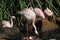 Lesser flamingo Phoeniconaias minor