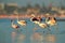 Lesser Flamingo, Phoeniconaias minor, flock of pink bird in the blue water. Wildlife scene from wild nature. Flock of flamingos